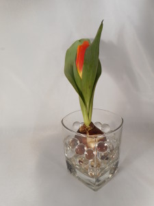 tulipany-w-hydrożelu (4)