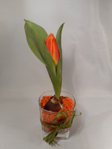 tulipany-w-hydrożelu (7)