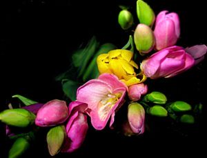 ikebana - różowe kwiaty