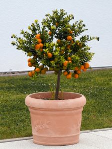 Domowa hodowla warzyw i owoców - drzewko pomarańczy